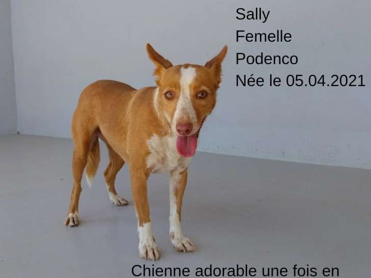 Chienne Podenco marron et blanc en attente d’une famille