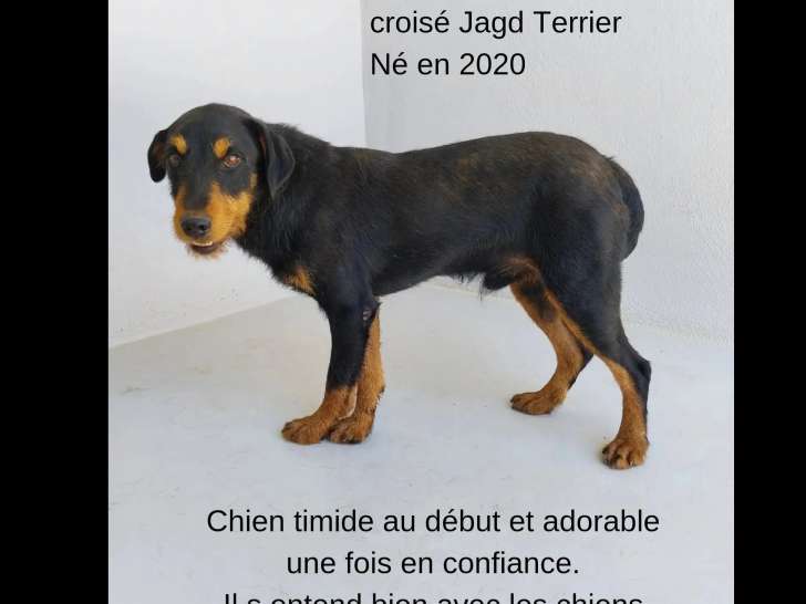Chien Jagd Terrier noir et feu à accueillir