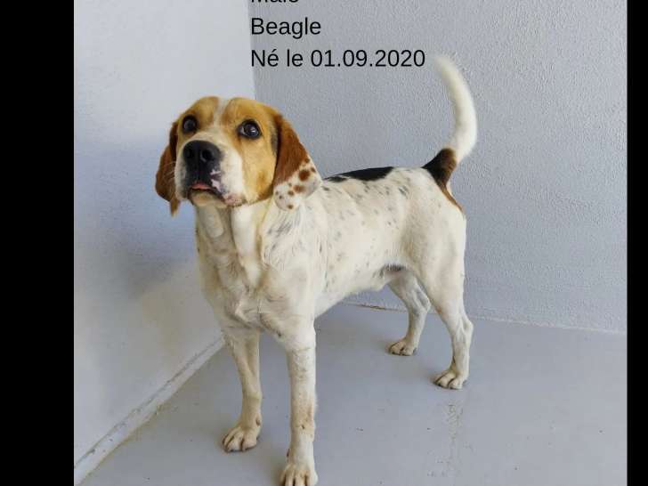Chien Beagle tricolore en quête d'une famille