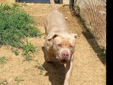 Chien American Bully beige à la recherche d’un foyer