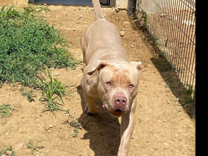 Chien American Bully beige à la recherche d’un foyer