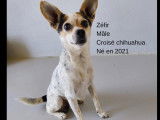 Adoption disponible : chien âgé de 4 ans