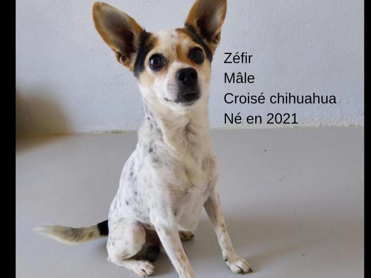 Adoption disponible : chien âgé de 4 ans