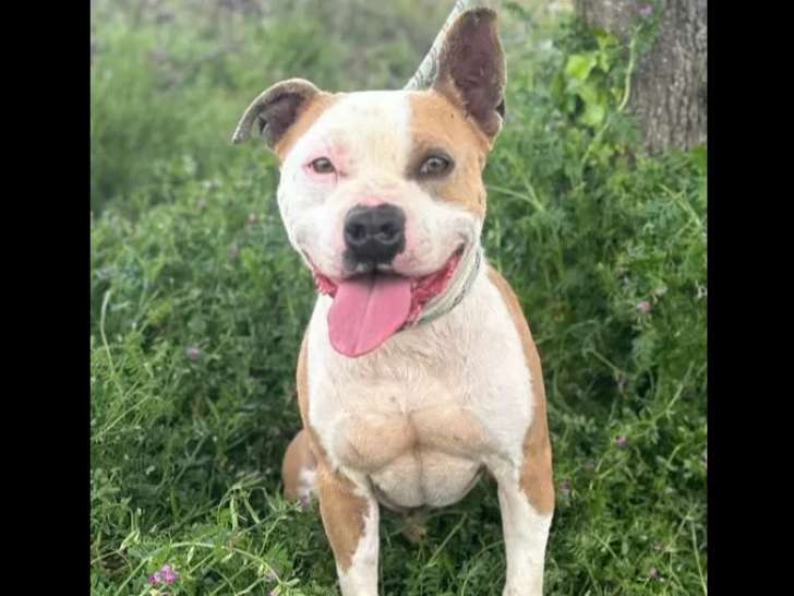À adopter, chien marron et blanc