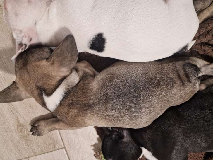 Chiot femelle Bouledogue Français à vendre