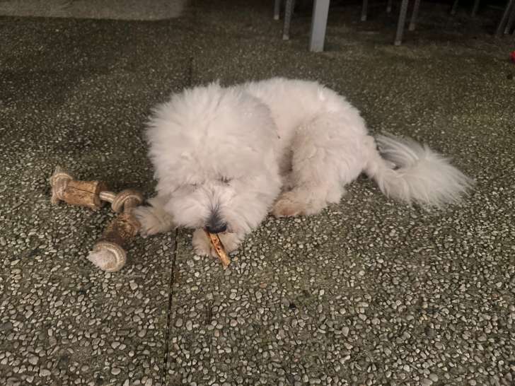 Mâle Coton de Tuléar disponible pour saillie