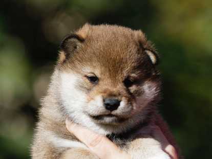 Bébé 1 - Disponible