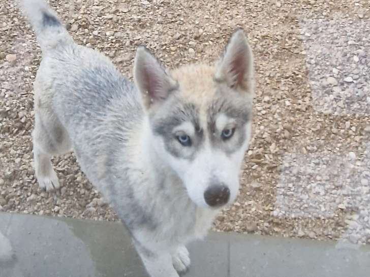 Chiots Husky de Sibérie à vendre