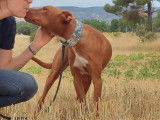 Adorable Podenco de 2 ans et demi à adopter