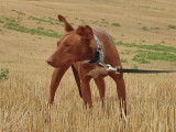 Adorable Podenco de 2 ans et demi à adopter