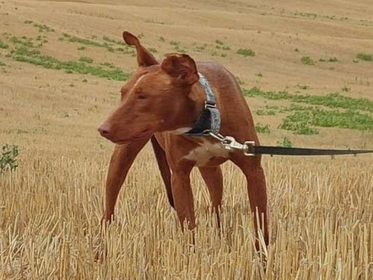 Adorable Podenco de 2 ans et demi à adopter