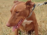 Adorable Podenco de 2 ans et demi à adopter