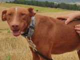 Adorable Podenco de 2 ans et demi à adopter