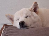 Mâle Shiba Inu disponible pour saillie