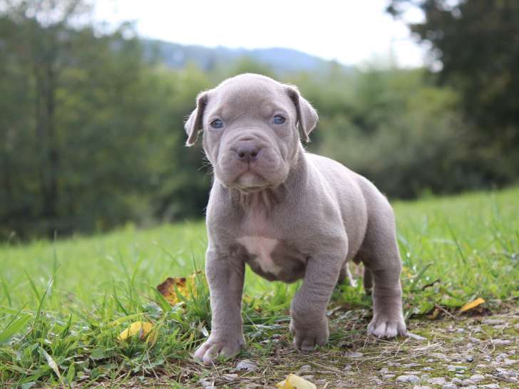 Chiots American Bully XL et XXL à vendre