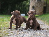 Chiots American Bully XL et XXL à vendre