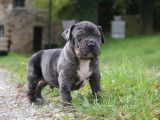 Chiots American Bully XL et XXL à vendre