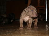 Chiots American Bully XL et XXL à vendre