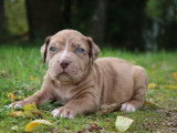 Chiots American Bully XL et XXL à vendre