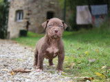 Chiots American Bully XL et XXL à vendre
