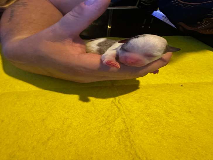 2 magnifiques femelles Chihuahua à poil ras à vendre