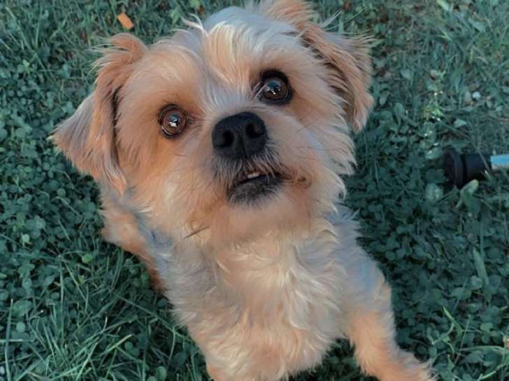 Mâle Yorkshire Terrier disponible pour saillie