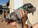 4 chiots American Bullies Pocket à réserver, LOF d'août 2025, mâles et femelles tricolores