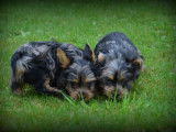 Chiots Yorkshire Terrier bleu merle à vendre