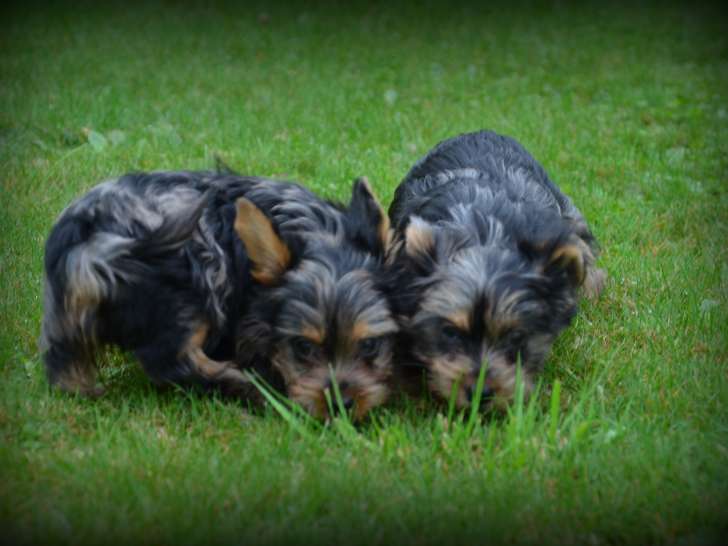 Chiots Yorkshire Terrier bleu merle à vendre