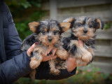 Chiots Yorkshire Terrier bleu merle à vendre
