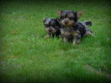 Chiots Yorkshire Terrier bleu merle à vendre