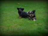 Chiots Yorkshire Terrier bleu merle à vendre