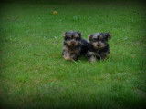 Chiots Yorkshire Terrier bleu merle à vendre