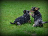 Chiots Yorkshire Terrier bleu merle à vendre