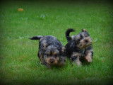 Chiots Yorkshire Terrier bleu merle à vendre