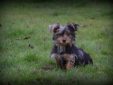 Chiots Yorkshire Terrier bleu merle à vendre