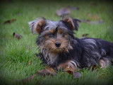 Chiots Yorkshire Terrier bleu merle à vendre