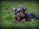 Chiots Yorkshire Terrier bleu merle à vendre