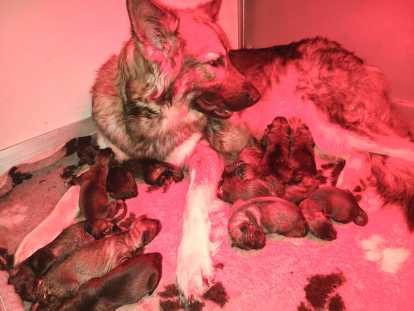 Chiots Altdeutscher Schäferhund à réserver