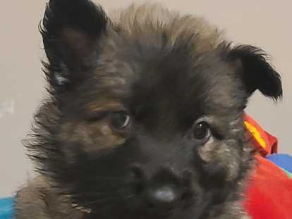 Chiots Altdeutscher Schäferhund à réserver