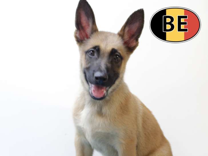 Splendides chiots Malinois à vendre