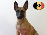 Splendides chiots Malinois à vendre