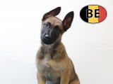 Splendides chiots Malinois à vendre