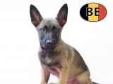 Splendides chiots Malinois à vendre
