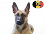 Splendides chiots Malinois à vendre