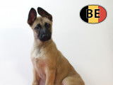 Splendides chiots Malinois à vendre