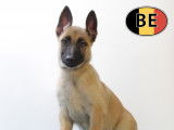 Splendides chiots Malinois à vendre