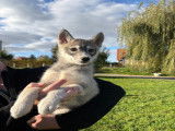 Chiots Husky de Sibérie LOF à vendre
