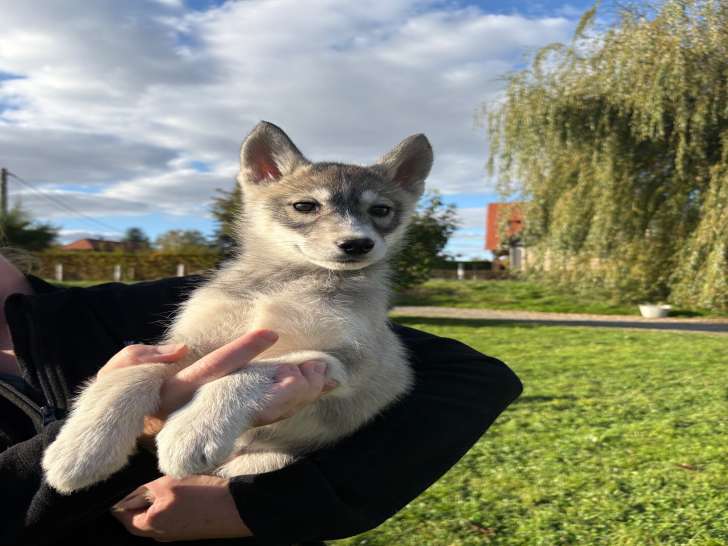 Chiots Husky de Sibérie LOF à vendre