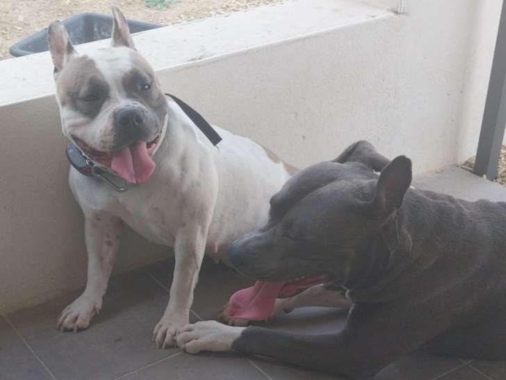 Chiots American Bully à réserver